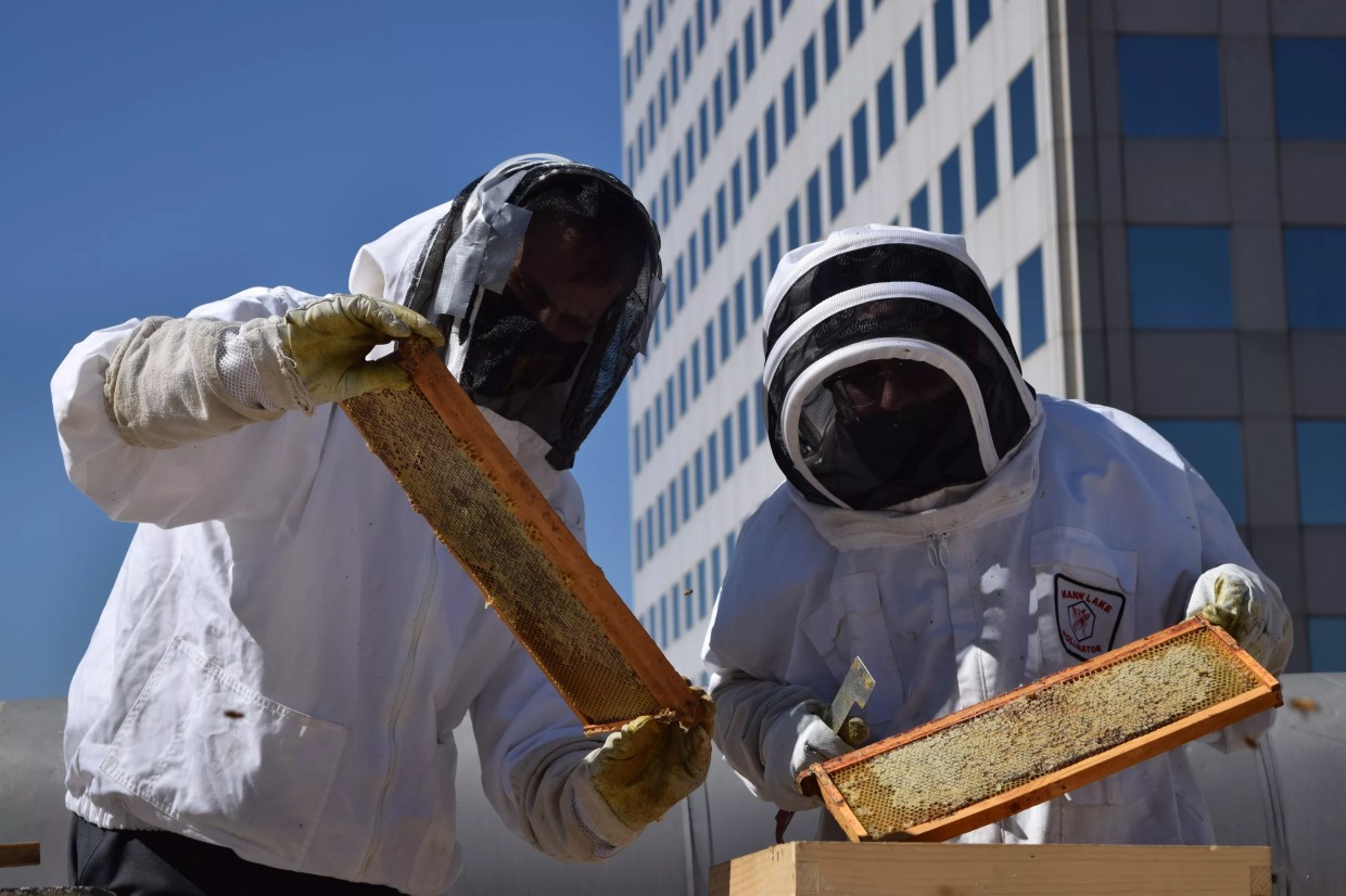 Denver Restaurants and Chefs Buzzing Over Urban Bees