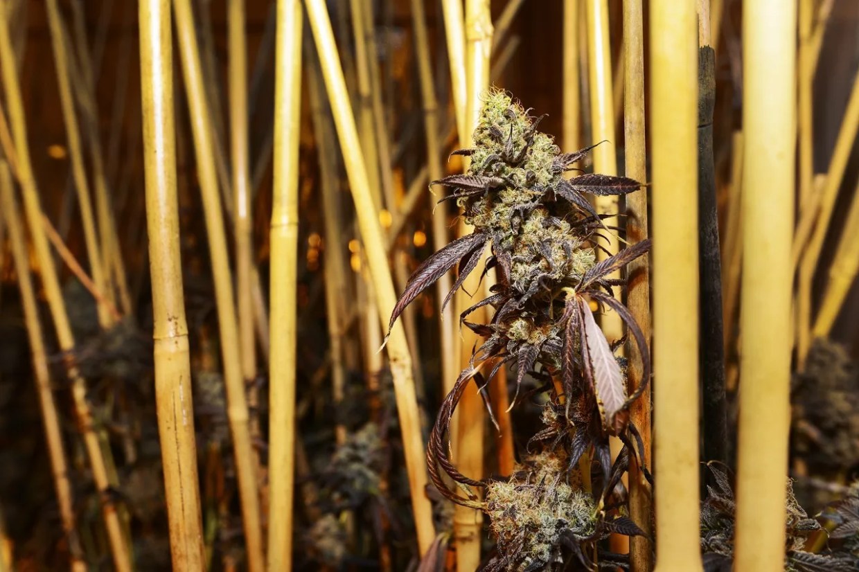 Help a Weed Grower Choose New Strains — by Smoking Them