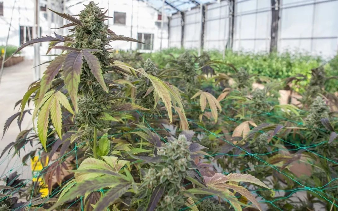 Denver Marijuana Health Inspections, Mold Report Delayed by COVID-19