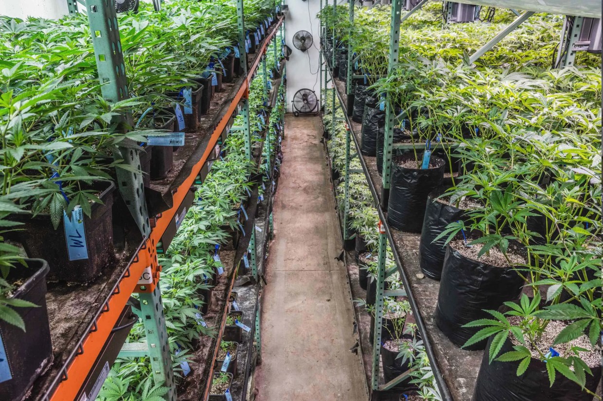 OG Medicinals Is Ready to Move Up a Level