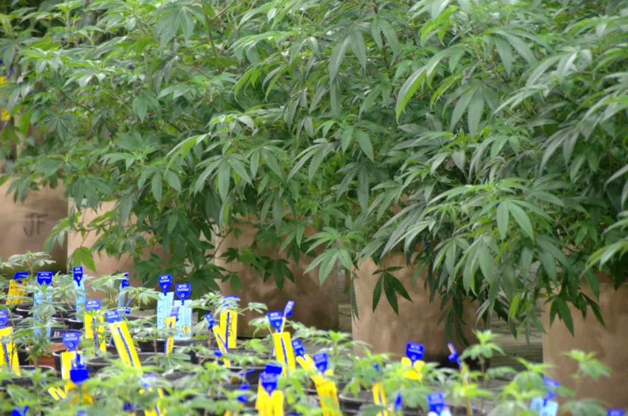 Marijuana Licenses for Low-Income Entrepreneurs Closer to Reality