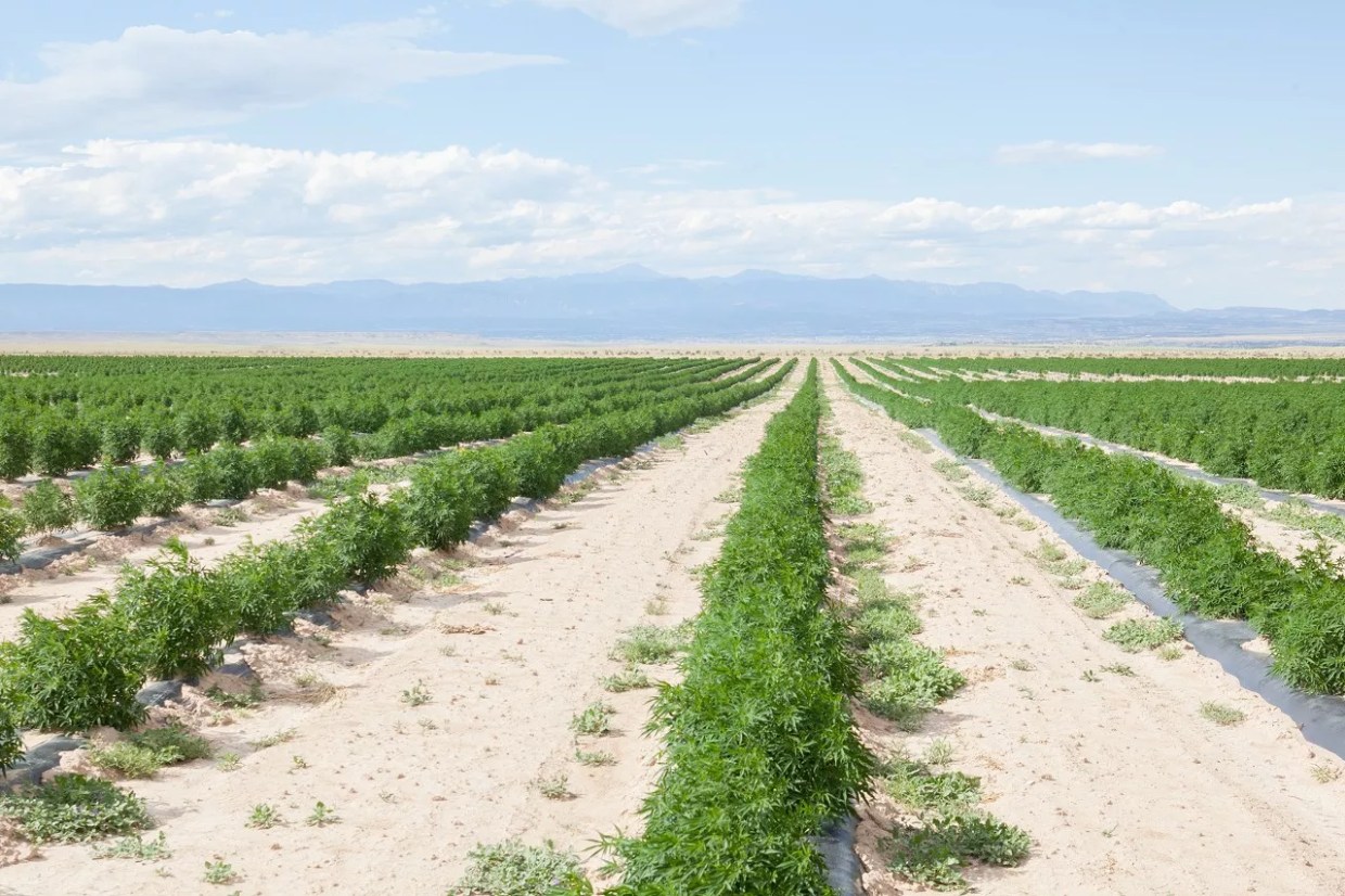 State Hemp Contract Paused Over Potential Conflict of Interest