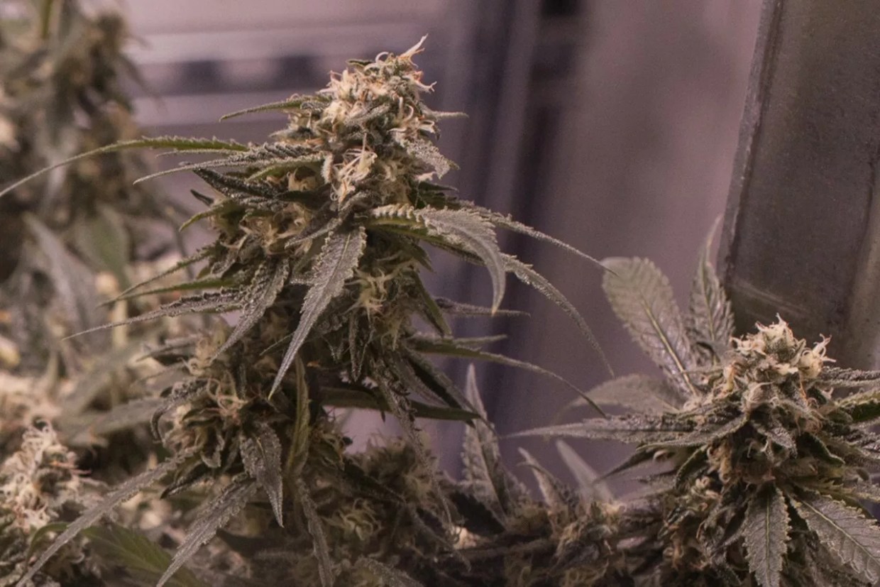 Medical Marijuana Delivery Coming to Longmont