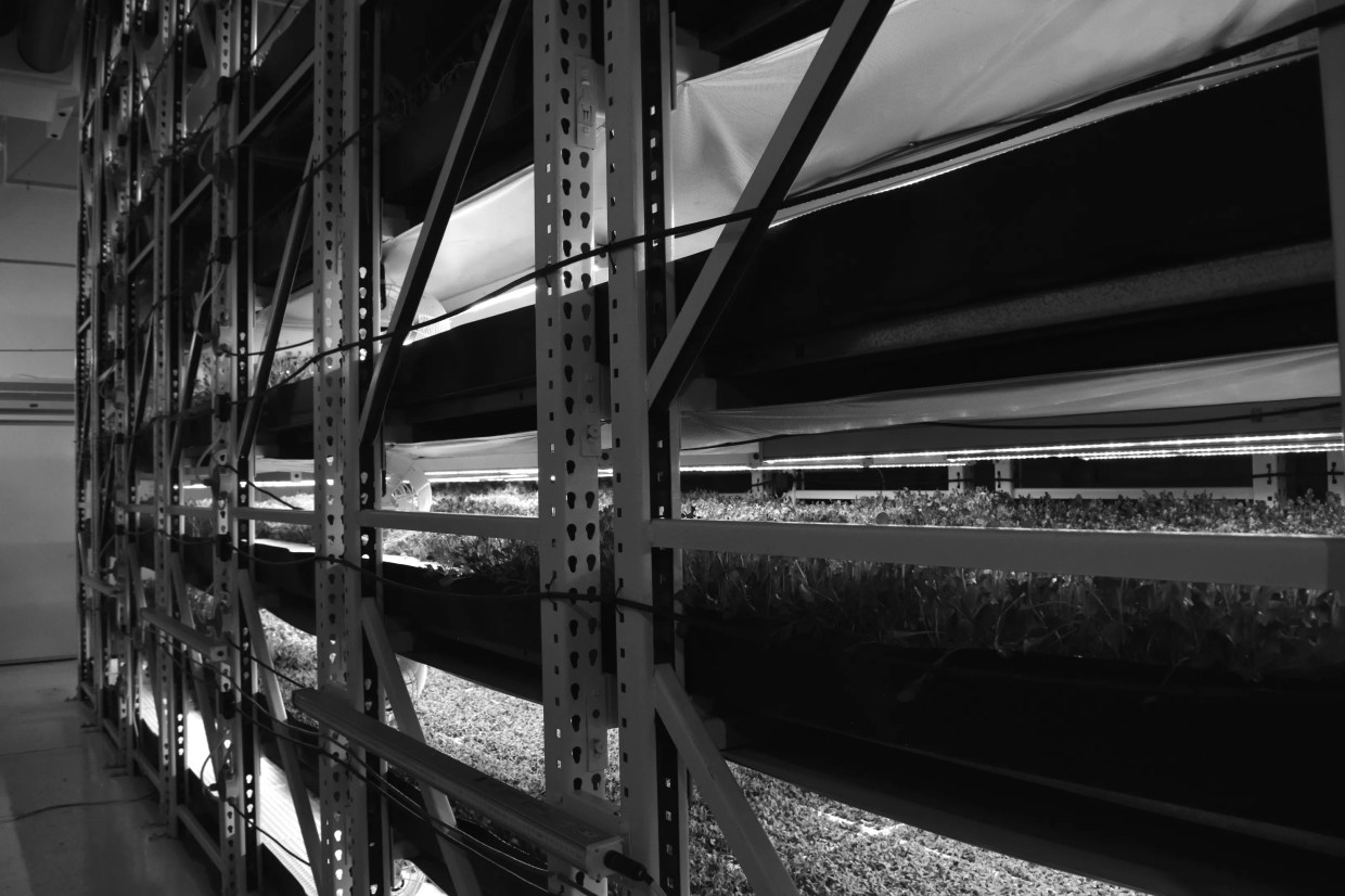 Smith Family Greens Adds to Denver’s Vertical Farm Movement