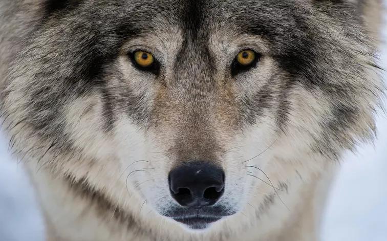 Op Ed: The Rewards of Wolf Reintroduction