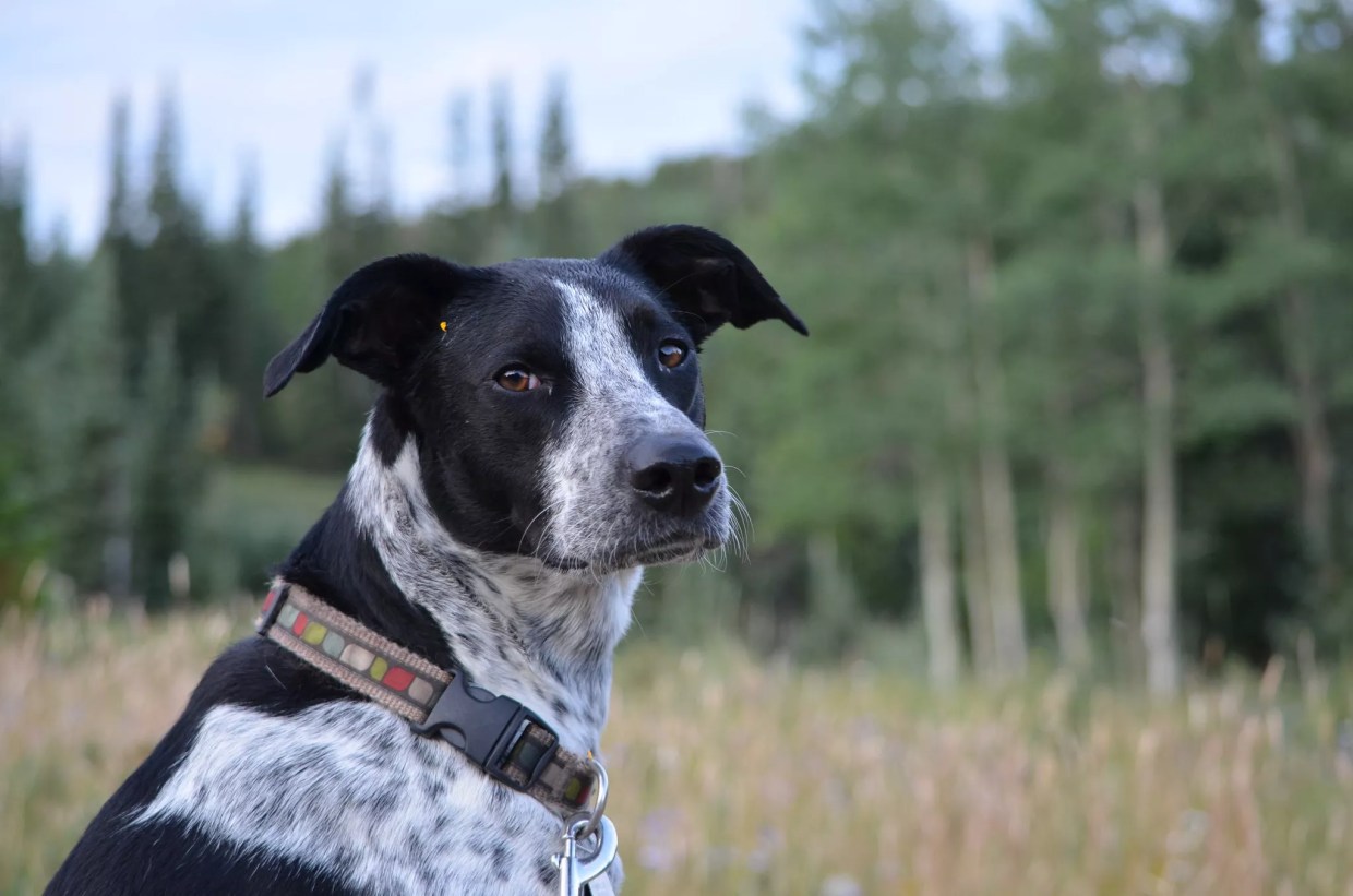 More Awards for Denver Dog Owners, Who Just Ranked “Most Active”