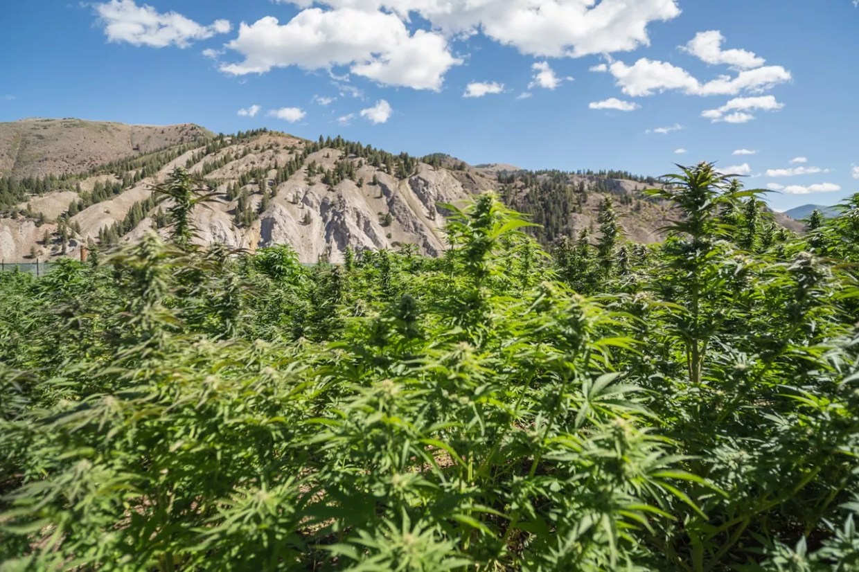 Has Colorado’s Marijuana Industry Reached Adulthood?