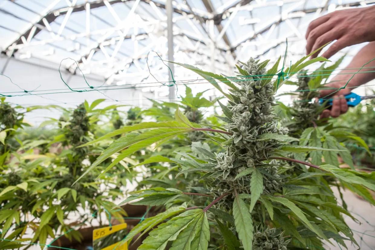 How CSU-Pueblo’s Cannabis Research Institute Studies a Schedule I Drug