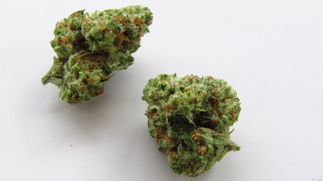 Why Colorado Tokers Love Bop Gun