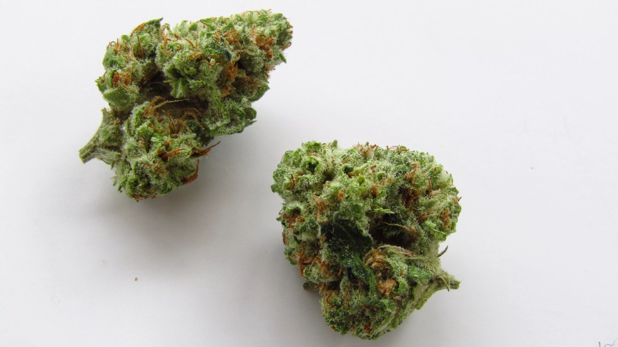 Why Colorado Tokers Love Bop Gun