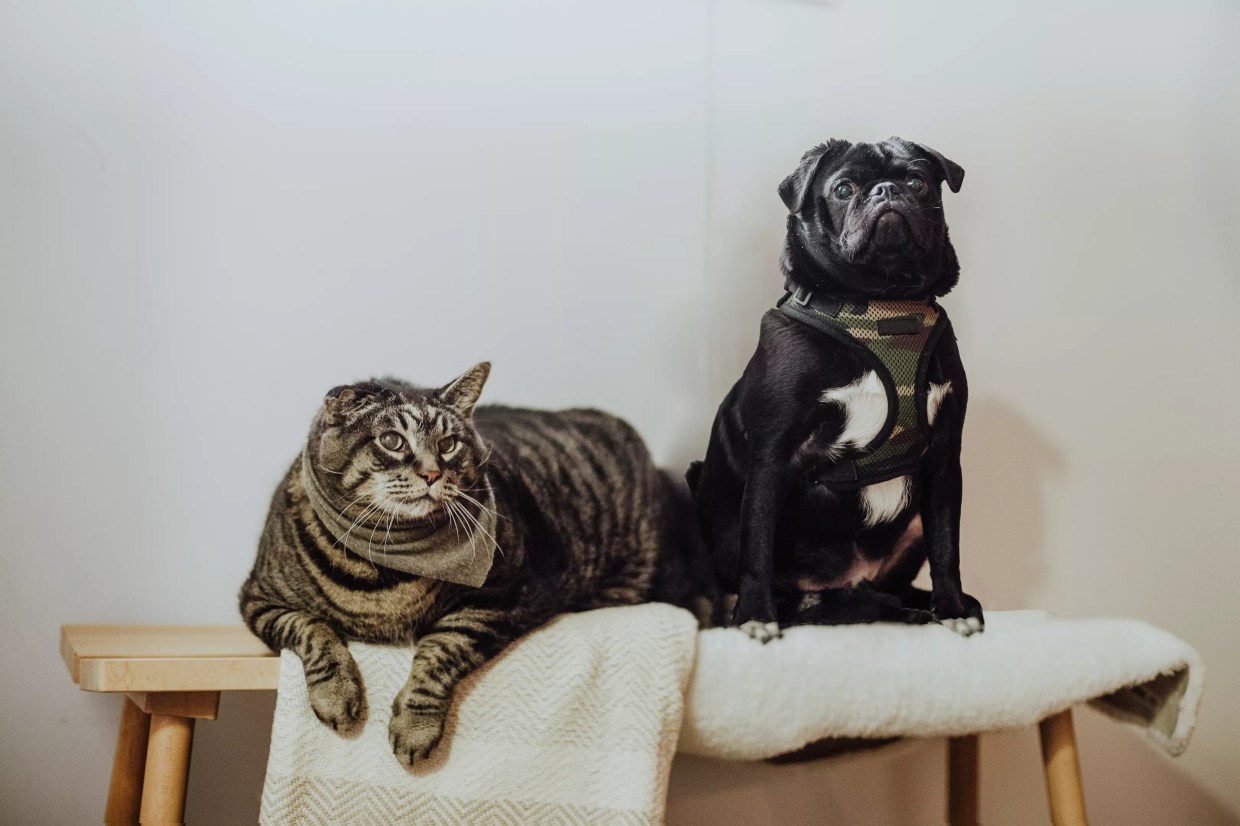 What to Do When Pets Get Into Pot, From Flower to Edibles to CBD
