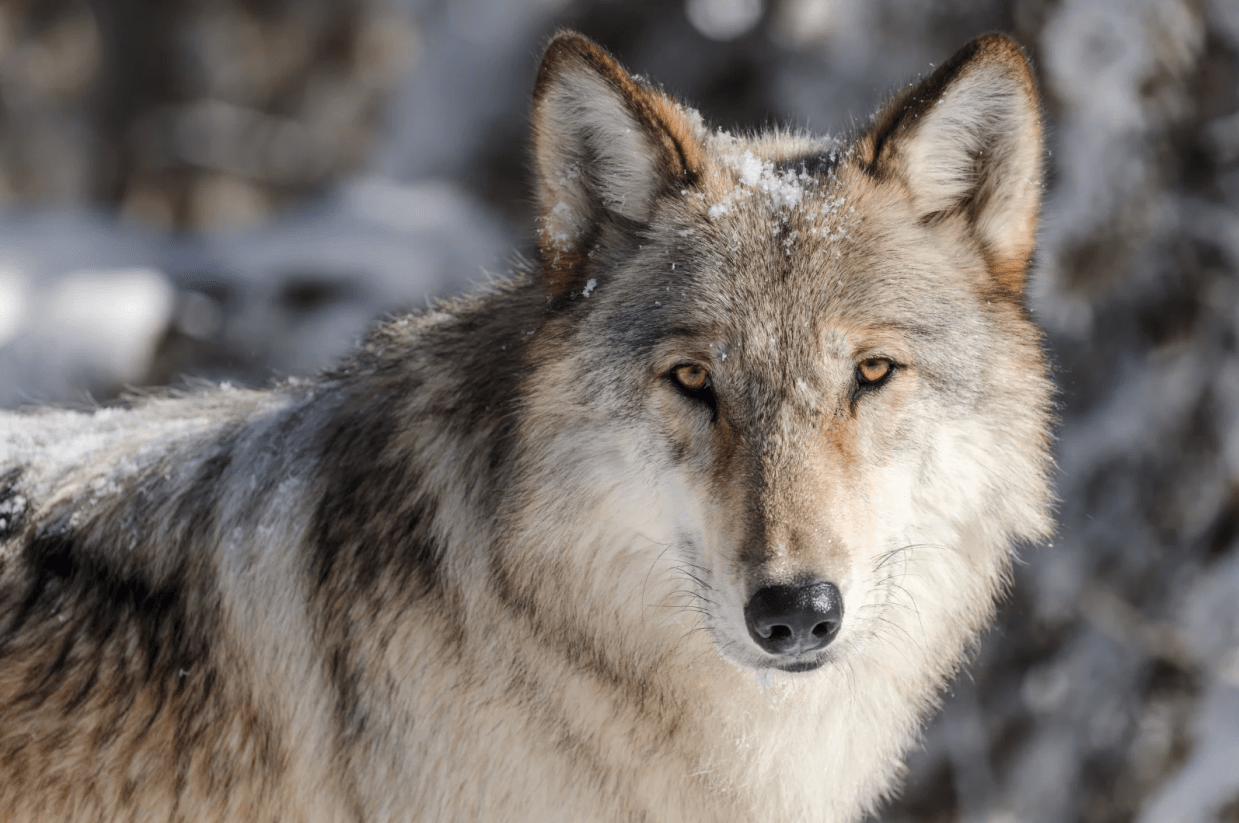 Reader: Wolves Were Here Before We Were