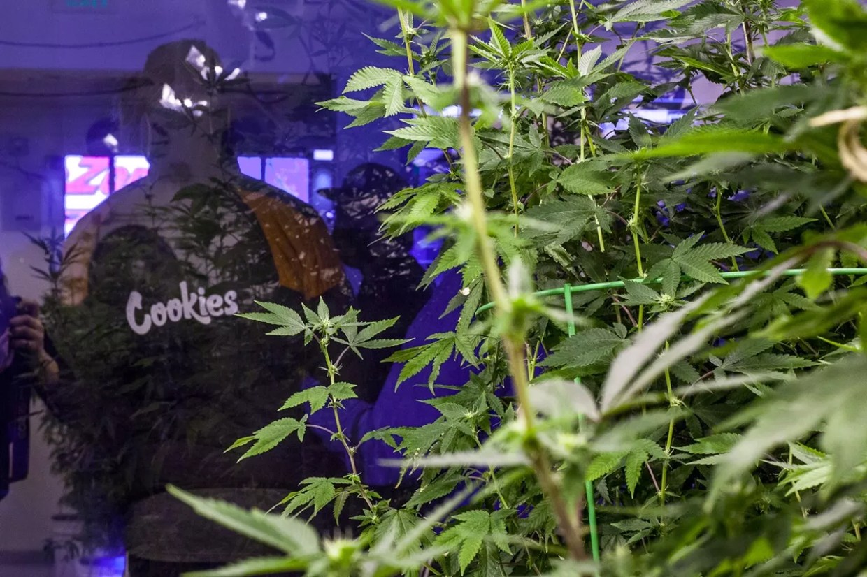 Six People to Watch in Denver’s Marijuana Scene in 2021