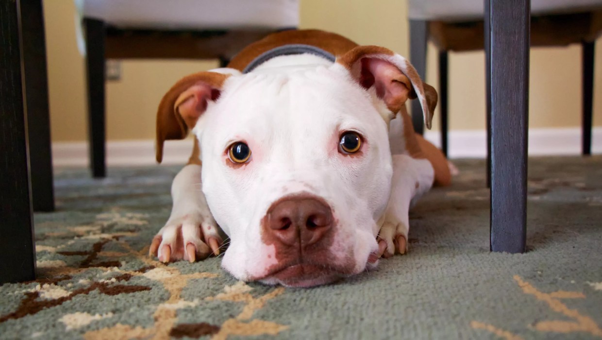Aurora Follows Denver’s Lead, Repeals Pit Bull Ban