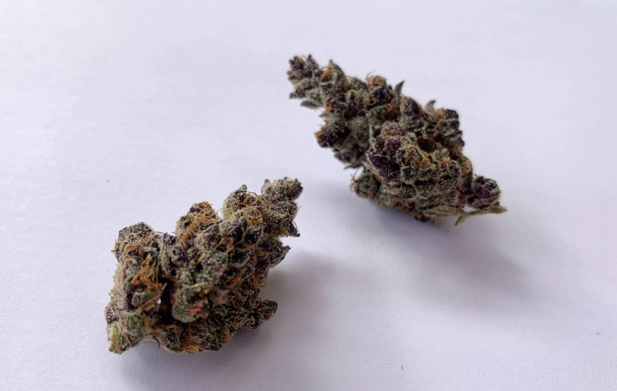 Why Colorado Tokers Love Tropicana Cookies