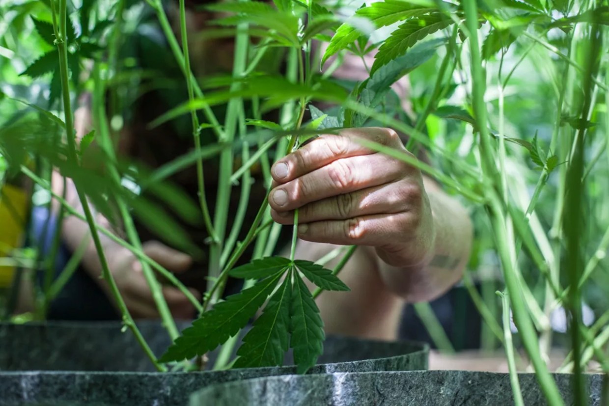 Op-Ed: Colorado’s U.S. District Attorney Needs to Stop Prosecuting Small-Time Marijuana Growers