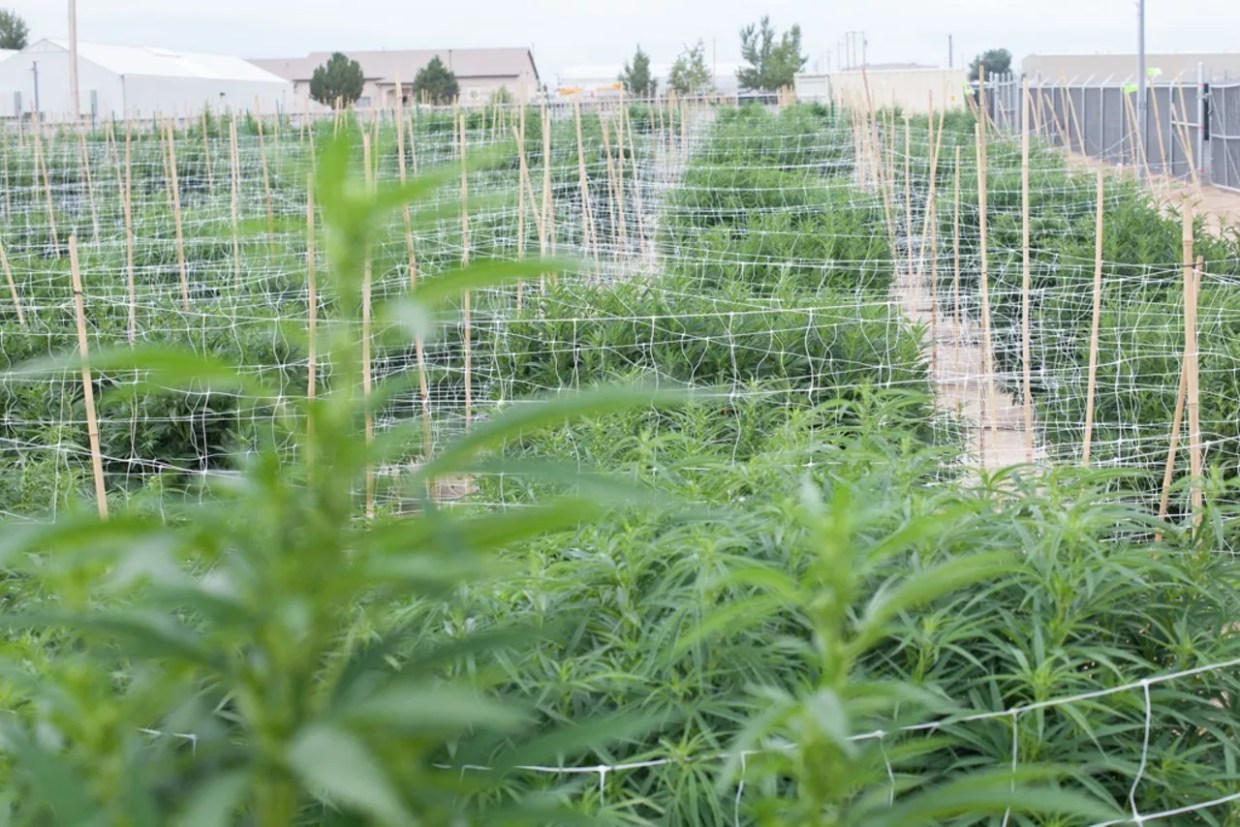 Eight Years Later, Has Pueblo County Become the “Napa Valley of Weed”?