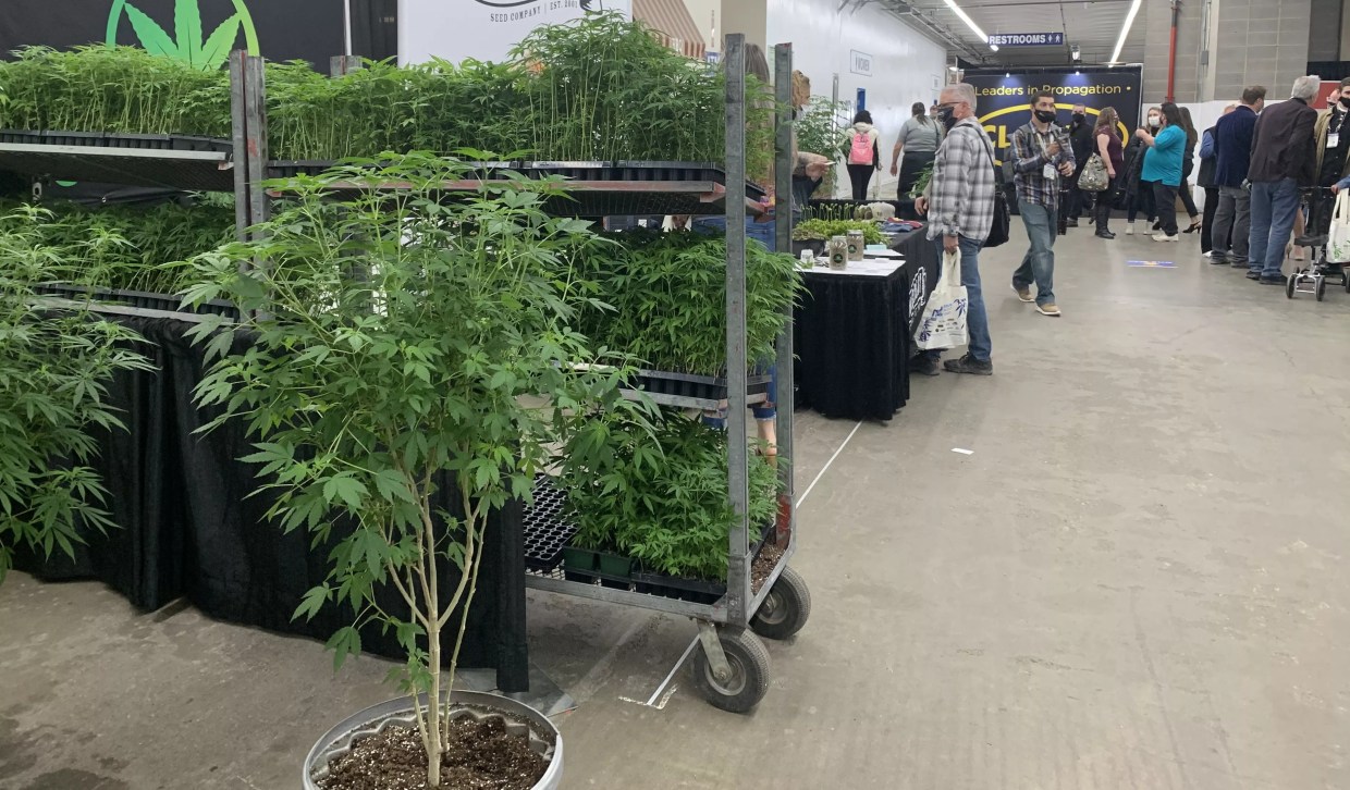 NoCo Hemp Expo Marks Return of Cannabis Conferences