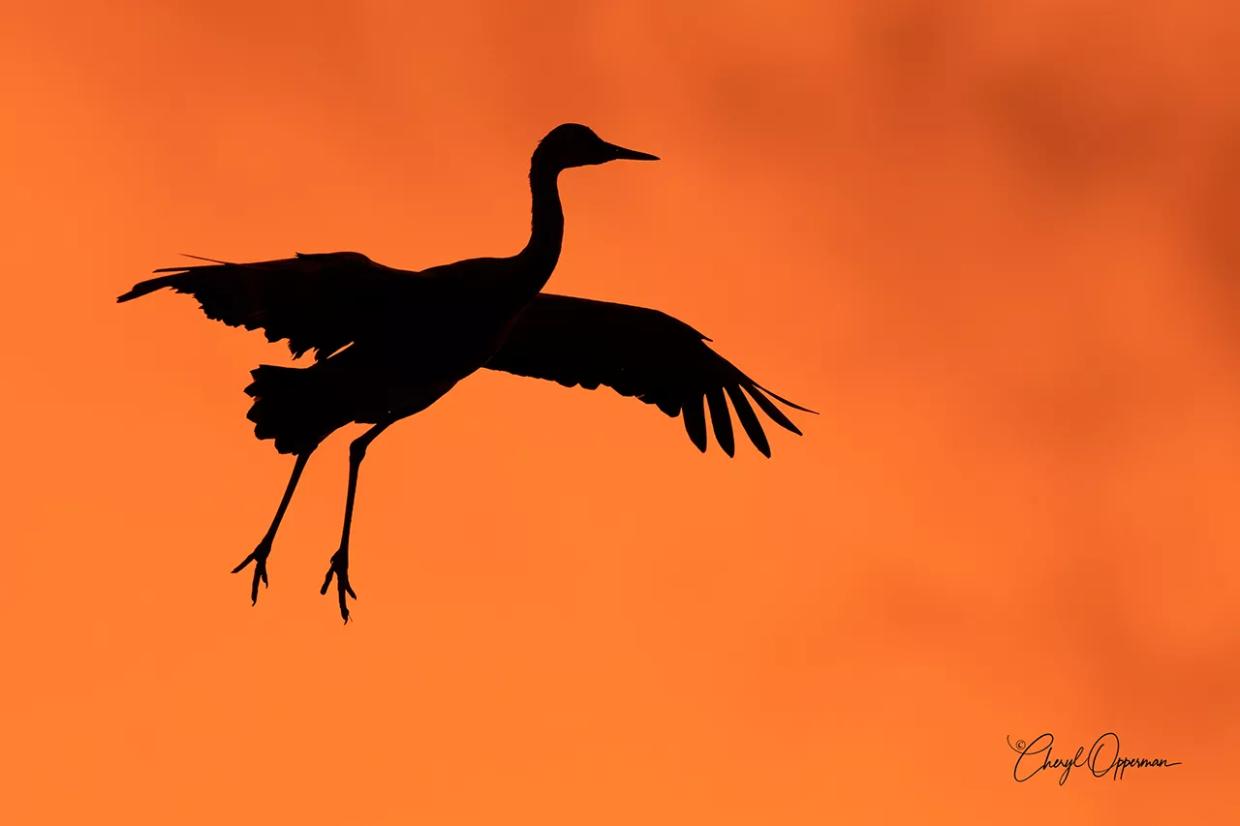 As Birdwatching Takes Wing in Colorado, Here’s Where to Start