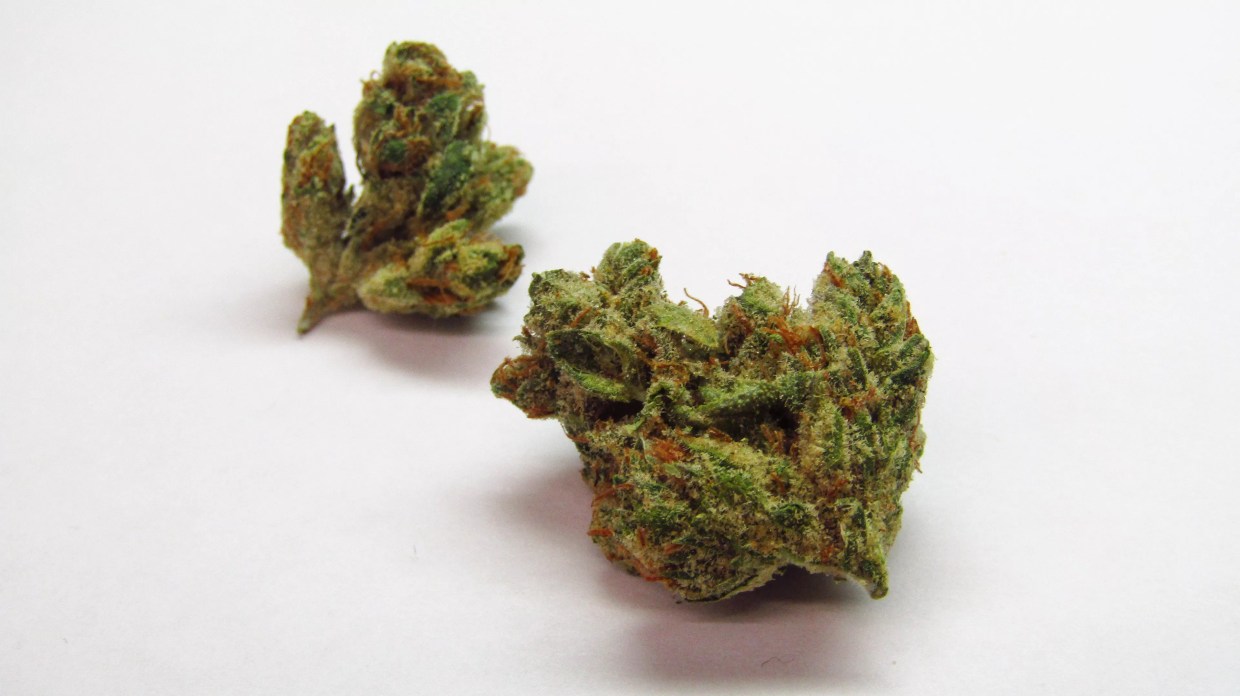 Why Colorado Tokers Love Golden Glue