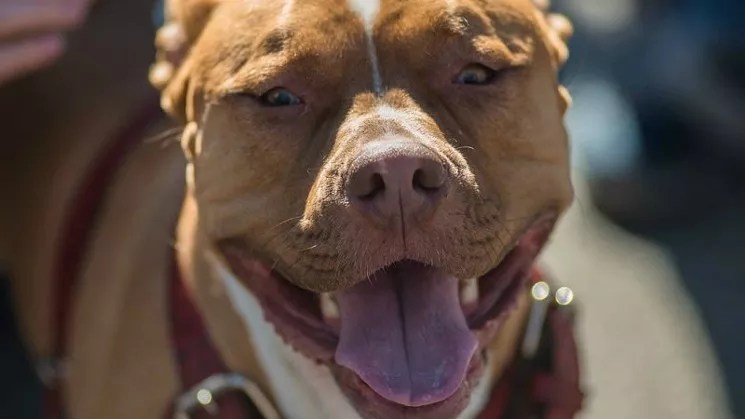 Inside Lawsuit to Ban Pit Bulls in Aurora Again