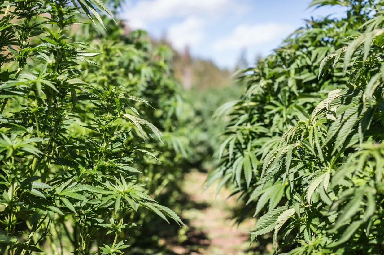 Marijuana Farmers, State Work Toward Contingency Plans for Weather Emergencies