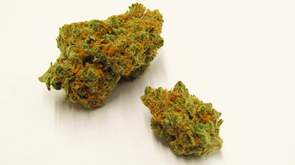 Why Colorado Tokers Love GlueChee