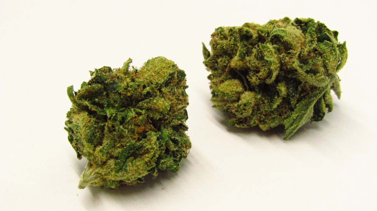 Why Colorado Tokers Love Lemon Tree