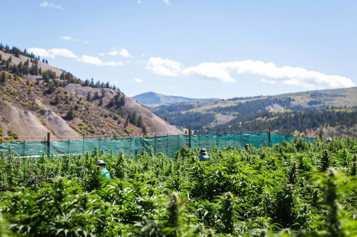 Marijuana’s 2021 Election Results: Tax Increases Fail, Six Cities Consider Dispensaries