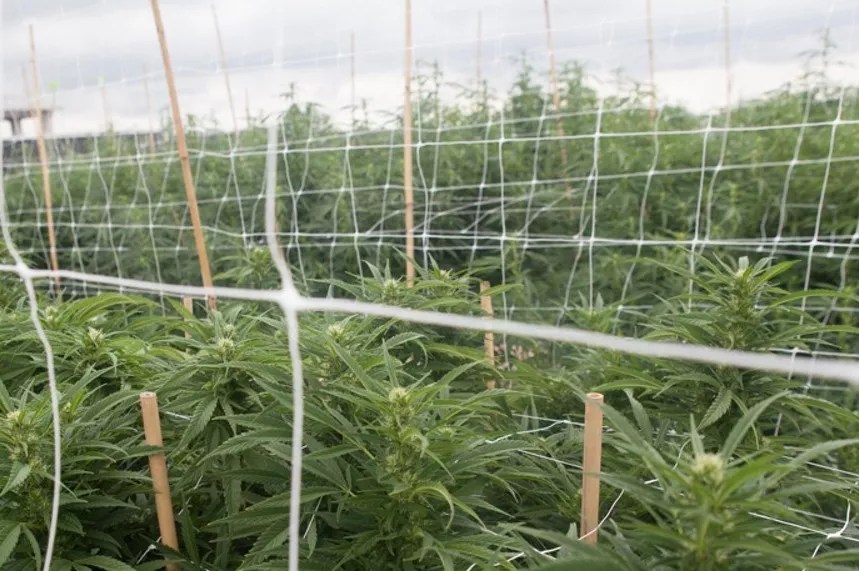 Banned Insecticide Spawns Recall of Marijuana Harvested in 2020
