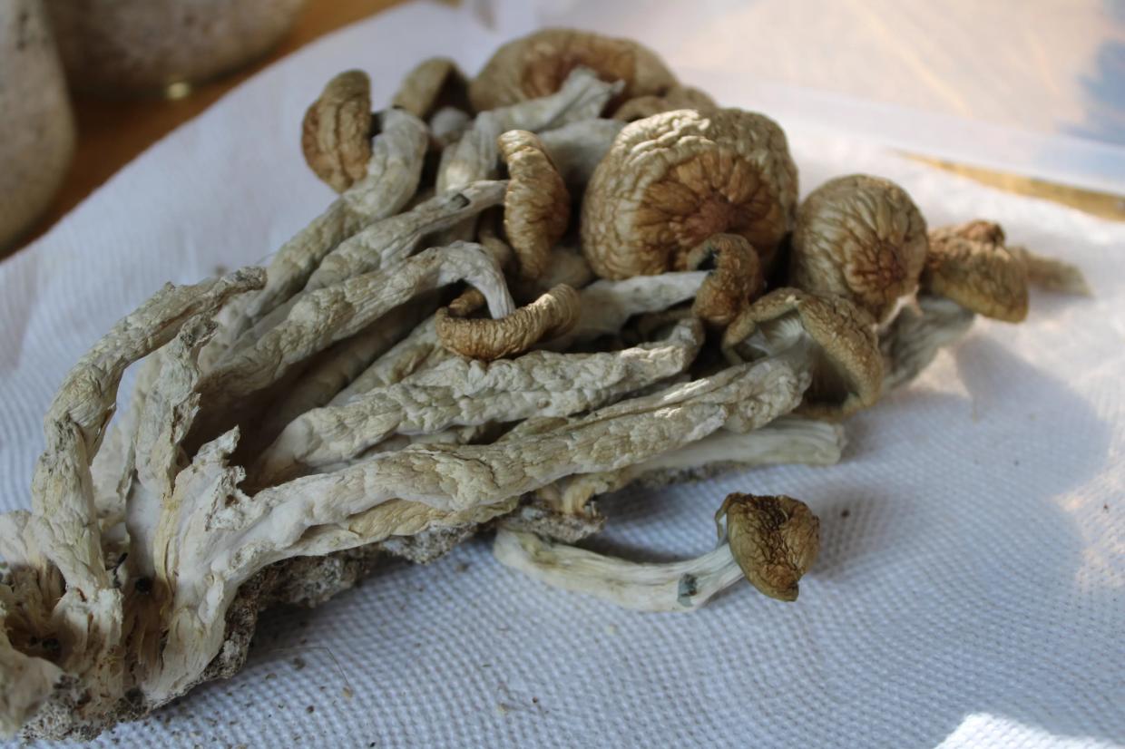 Drug Charges Dropped Against Mushroom Rabbi After Colorado Legalizes Psilocybin