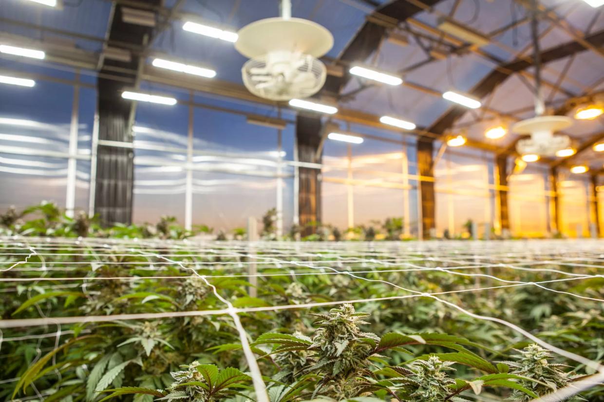 Denver Native’s App Aims to Incentivize Recycling at Marijuana Stores