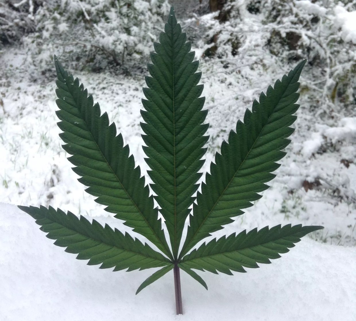 Stoned on the Slopes: How Does Marijuana Affect Skiing and Snowboarding?