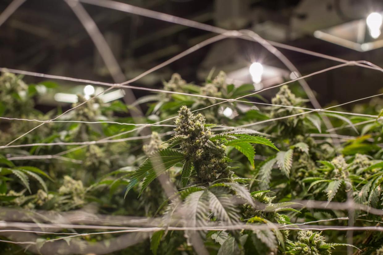 Proof of Lawful Residence No Longer Required to Own Denver Marijuana Business