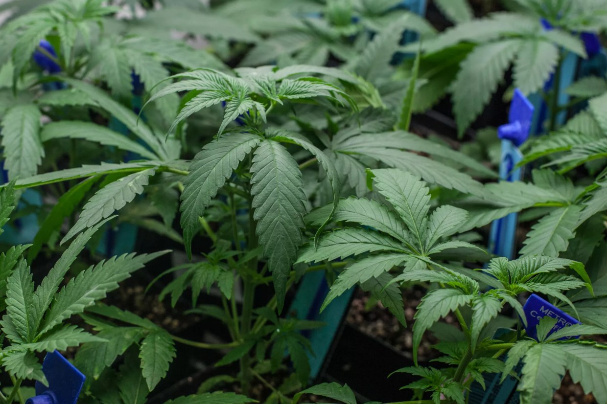 Colorado Marijuana Prices Reach Record Low