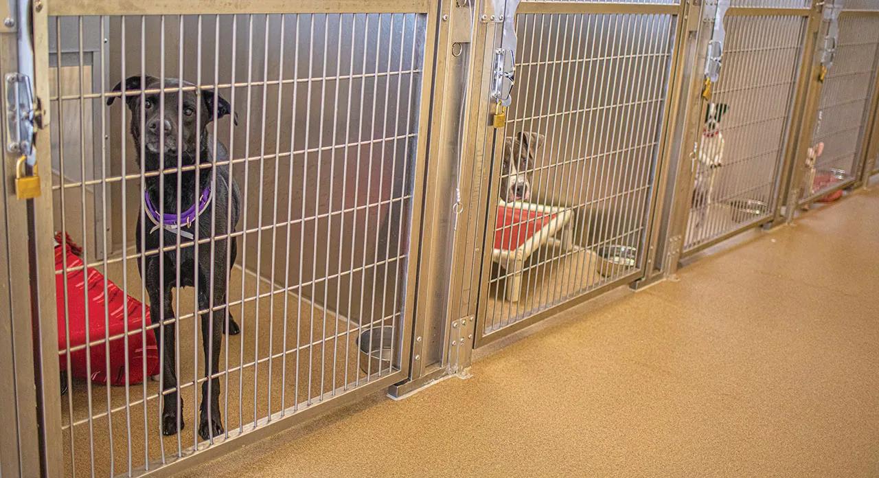 dogs in cages
