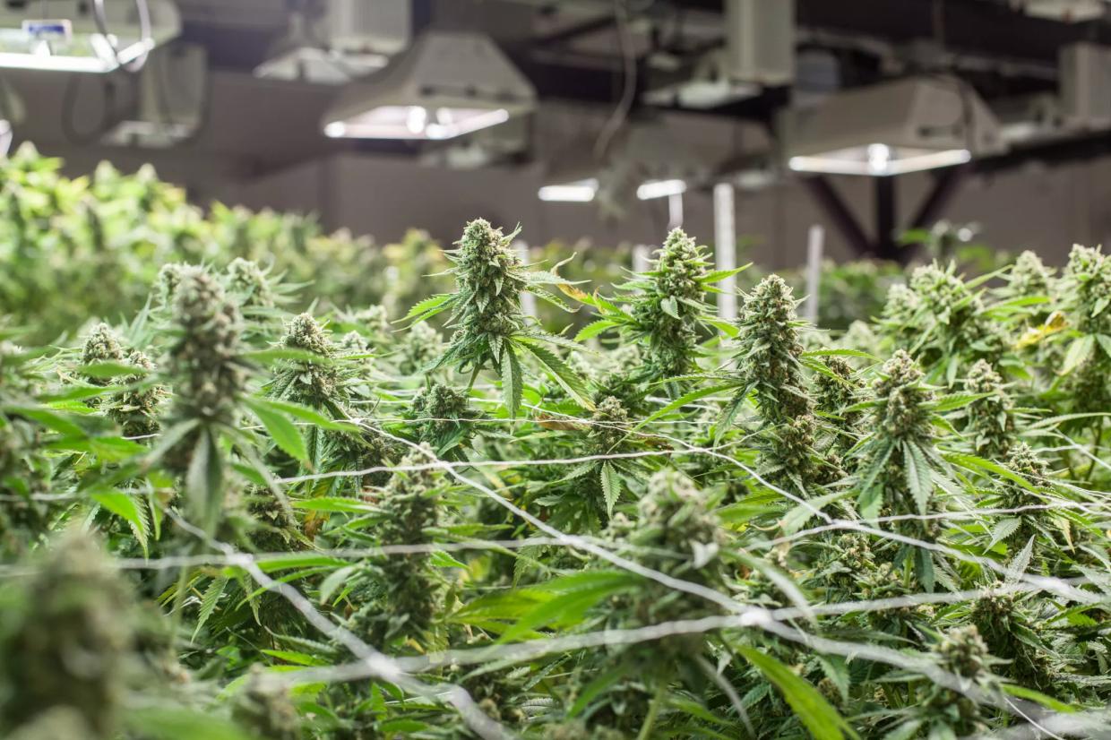 As Prices Drop, Marijuana Growers Want Colorado to Stop Issuing New Licenses