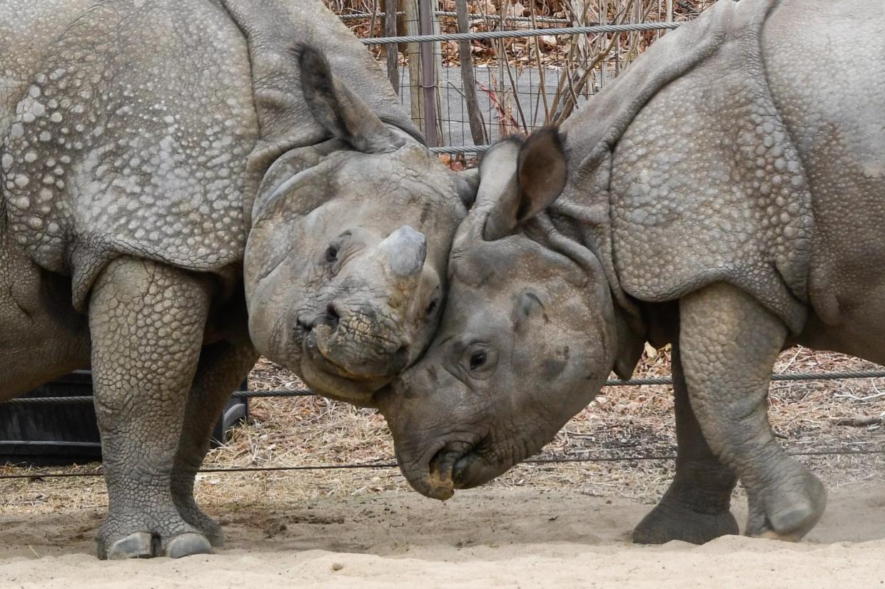 Denver Zoo Wants to Raise Admission Fees, While Botanic Gardens Holds Steady