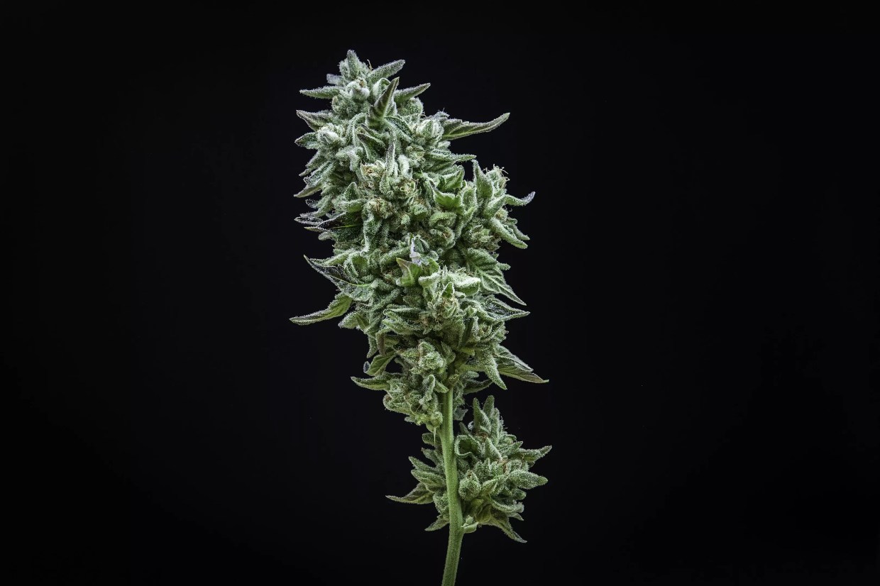 Why Colorado Tokers Love Limoncello