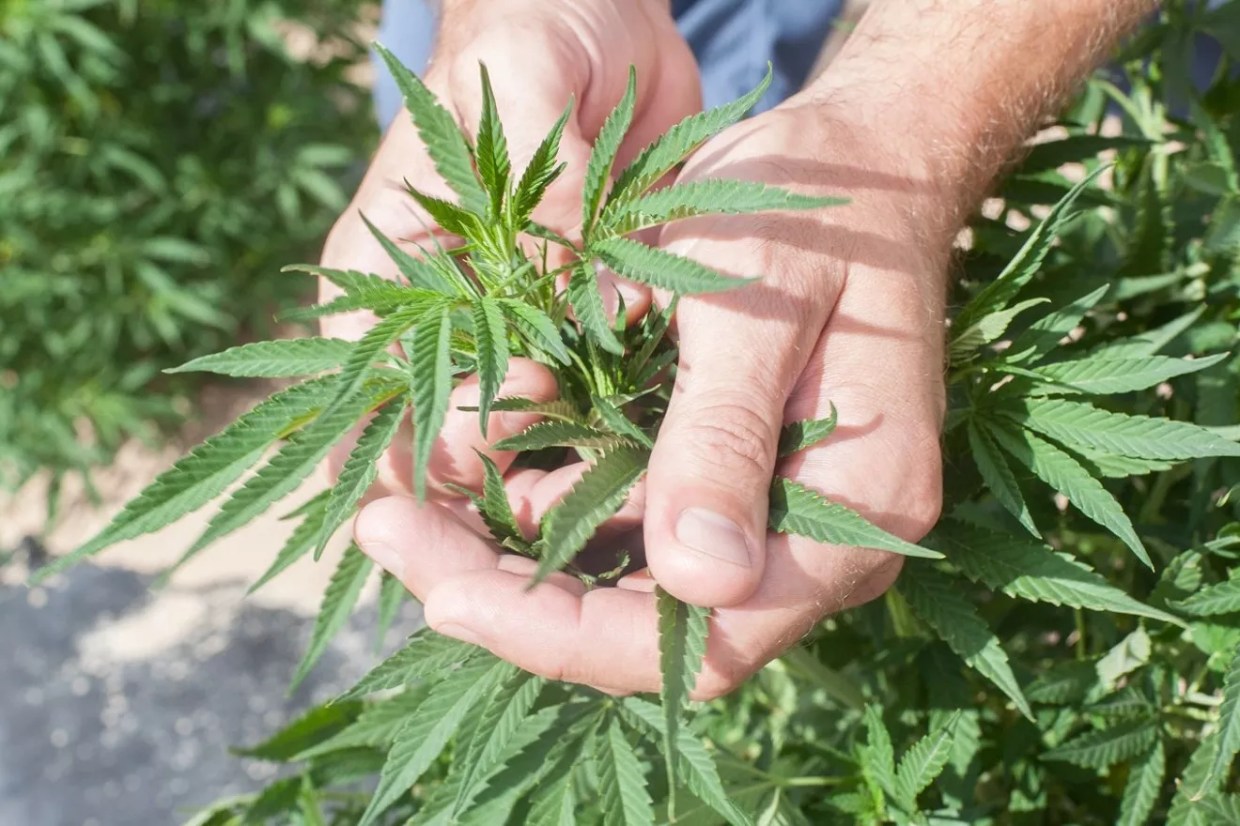 Hemp Production Down by Almost 50 Percent – but Why?