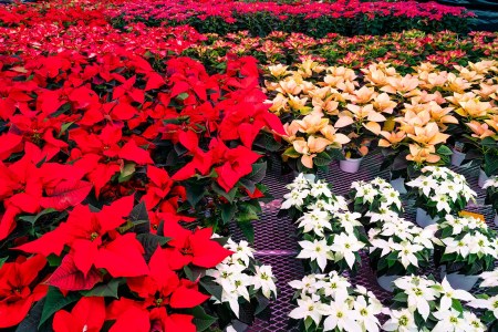 Ten Fun Facts About Poinsettias