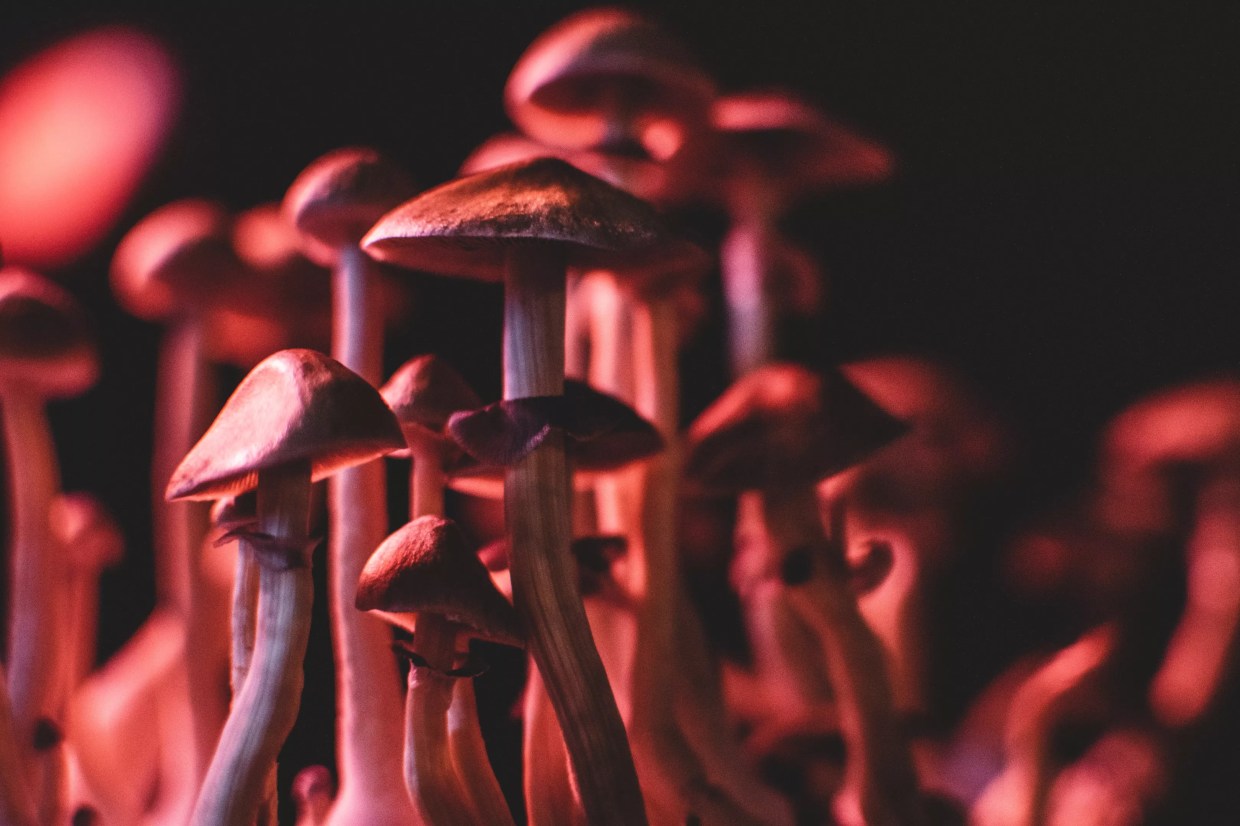 Another Major Psychedelic Conference Is Coming to Denver