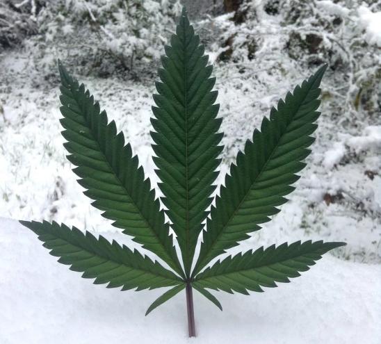 A marijuana leaf in the snow