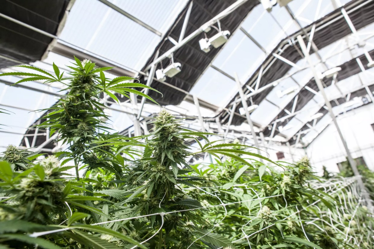 Five New Year’s Resolutions for Colorado Cannabis