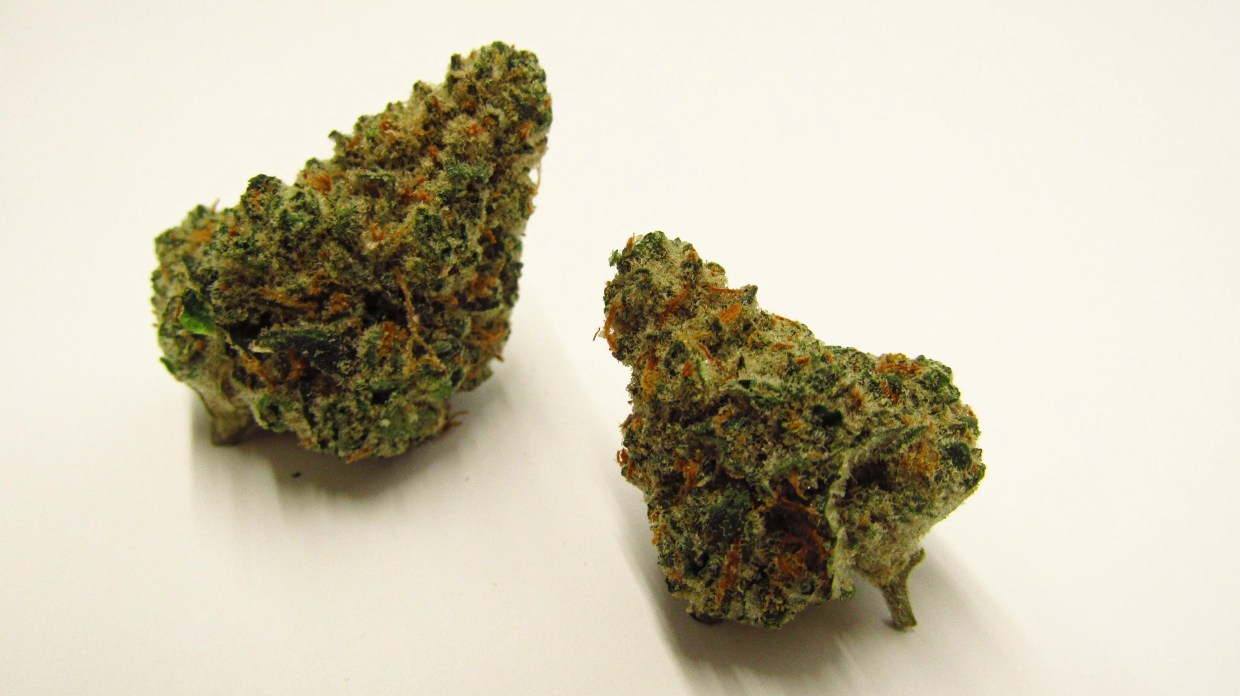 Why Colorado Tokers Love Moroccan Kush