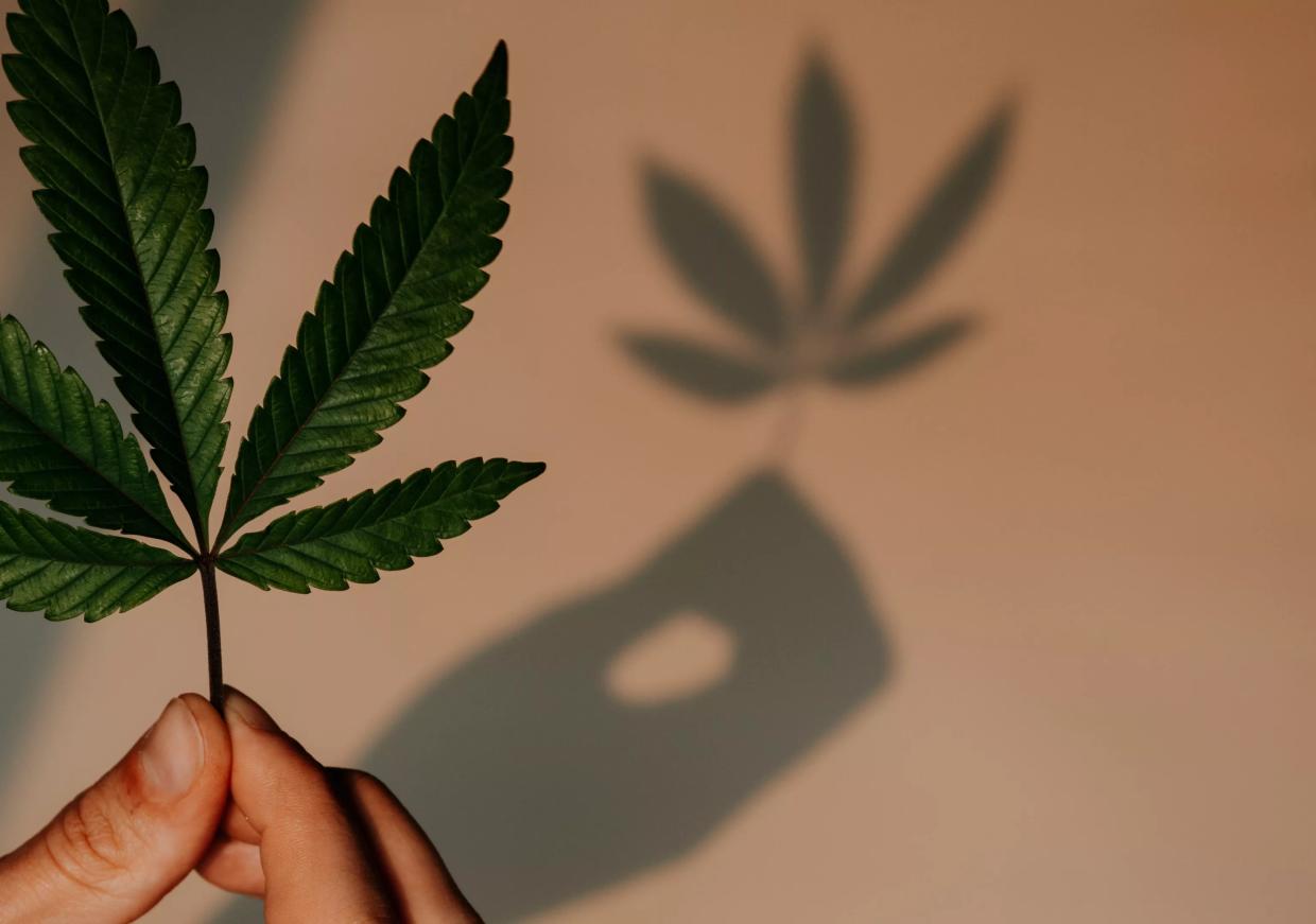 CU Study on Thousands of Twins Dispels Cannabis Gateway Drug Theory