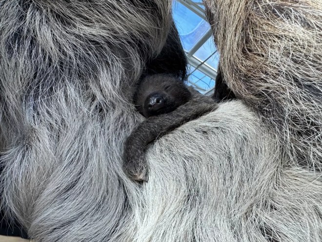 A baby sloth clutches onto its mother.