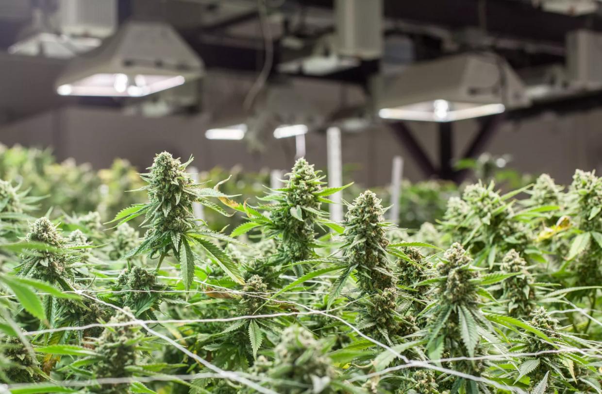 Colorado Launches Energy Reduction Program for Marijuana Growers