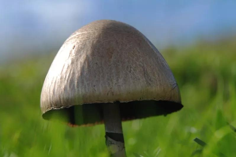 Colorado Senate Approves Prop 122 Psychedelic Advisory Board