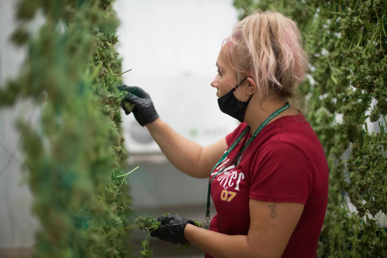 Colorado marijuana jobs cut by nearly a third